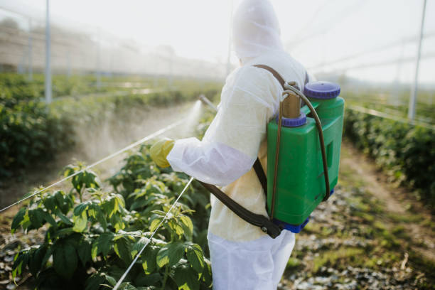 Best Ant Control Services  in Fern Acres, HI